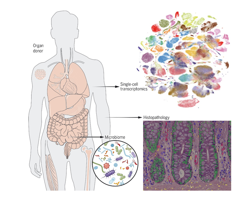 نقشه برداری از انواع سلول‌ها در بدن انسان